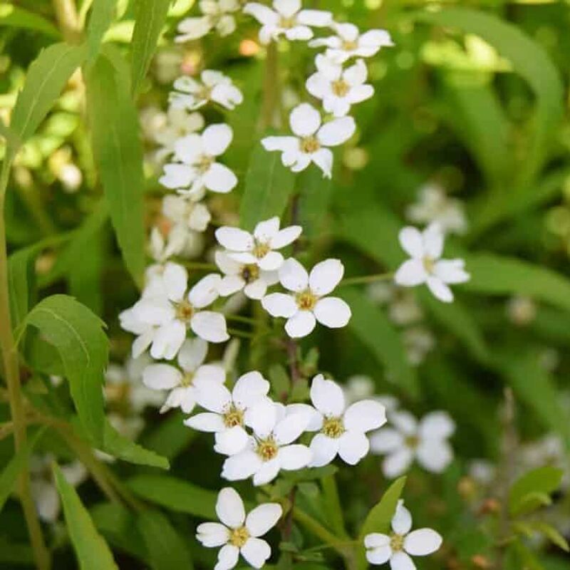 Spiraea thunbergii 30-40 cm